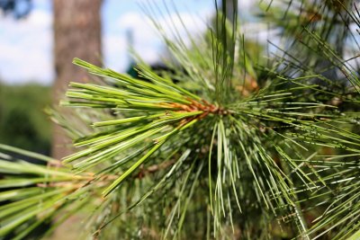 Pinus ayacahuite - borovice mexická - jehlice detail